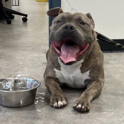 Shelter Stray Male Dog last seen , Animal Care & Control Team of Philly, 111 W Hunting Park Ave, Philadelphia, PA 19140, USA
