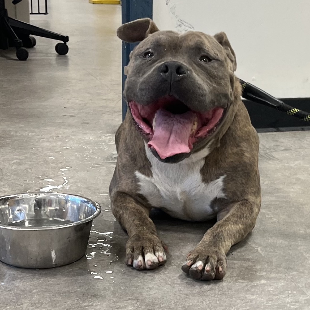 Shelter Stray Male Dog last seen , Animal Care & Control Team of Philly, 111 W Hunting Park Ave, Philadelphia, PA 19140, USA