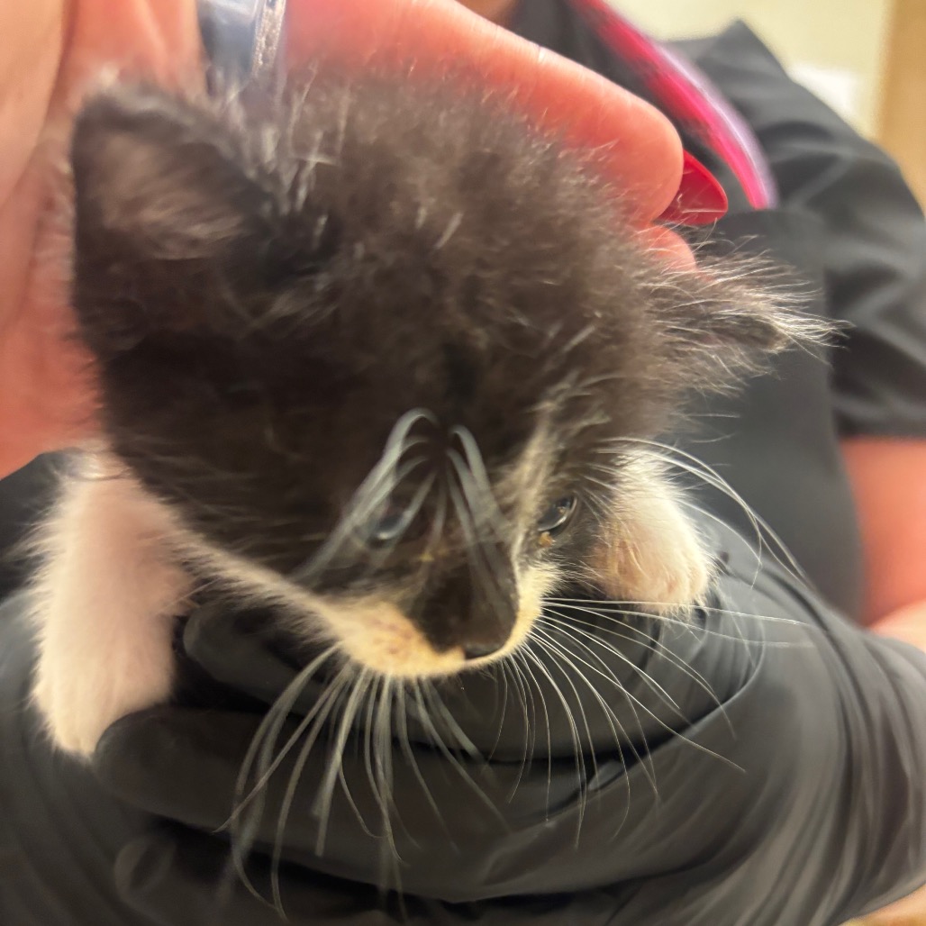 Shelter Stray Female Cat last seen , 54687 Co Rd 19, Bristol, IN 46507, USA