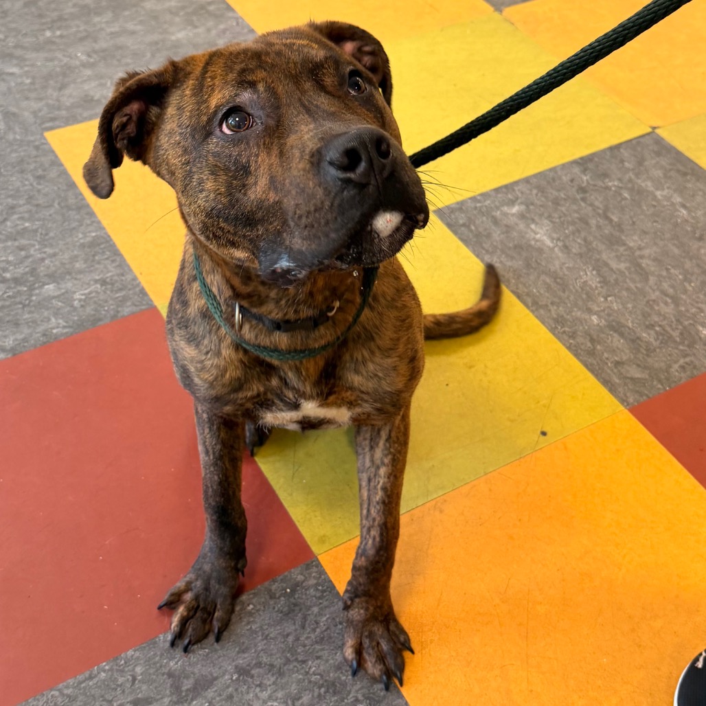 Shelter Stray Male Dog last seen , Animal Care & Control Team of Philly, 111 W Hunting Park Ave, Philadelphia, PA 19140, USA