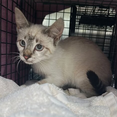 Shelter Stray Female Cat last seen , 54687 Co Rd 19, Bristol, IN 46507, USA