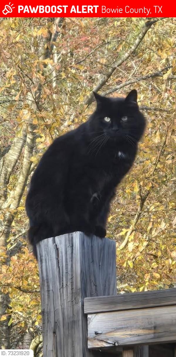 Lost Male Cat last seen FM1214, Bowie County, TX 75501