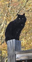 Lost Male Cat last seen FM1214, Bowie County, TX 75501
