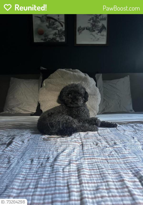 Reunited Male Dog last seen Ryan Rd, Sterling Heights, MI 48314