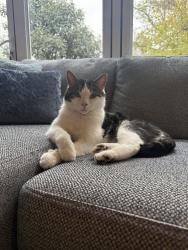 Lost Male Cat last seen Tooting Common, Bedford Hill, Greater London, England 