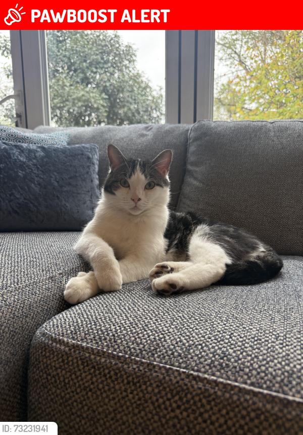 Lost Male Cat last seen Tooting Common, Bedford Hill, Greater London, England 