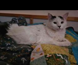 Reunited Male Cat last seen Markesbury Road Doctors surgery, Bristol City, England BS3 5EU