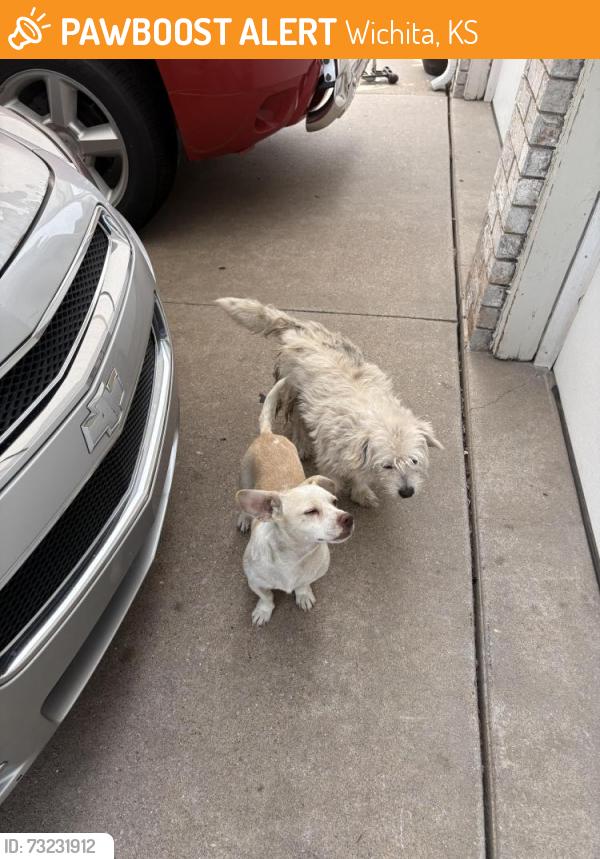 Found/Stray Male Dog last seen 18th n porter, Wichita, KS 67204