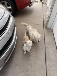 Found/Stray Male Dog last seen 18th n porter, Wichita, KS 67204