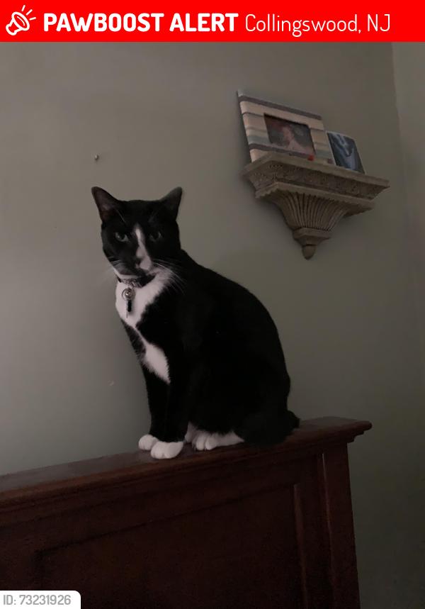 Lost Male Cat last seen Park and Lees Ave, Collingswood, NJ 08108