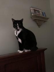 Lost Male Cat last seen Park and Lees Ave, Collingswood, NJ 08108