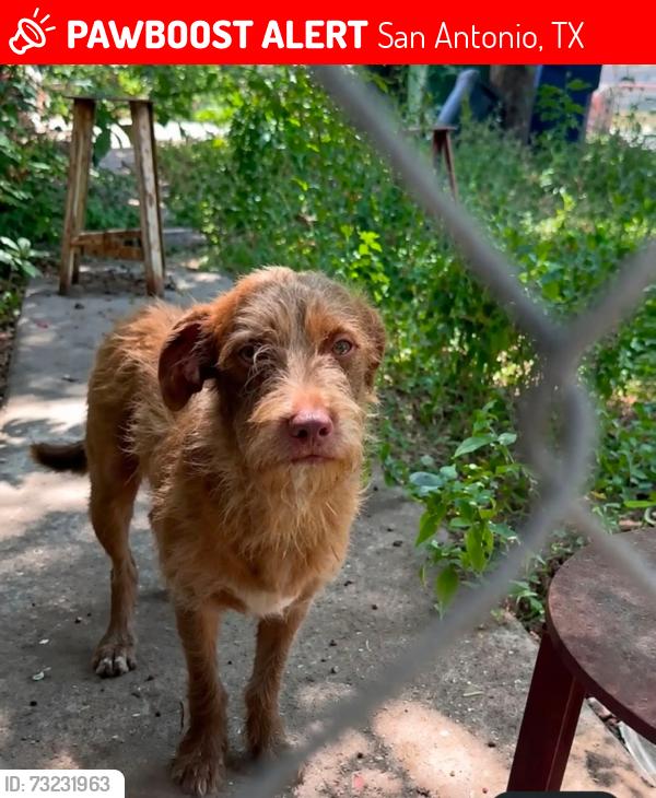 Lost Male Dog last seen Brighton Street, San Antonio, TX 78224