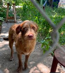 Lost Male Dog last seen Brighton Street, San Antonio, TX 78224