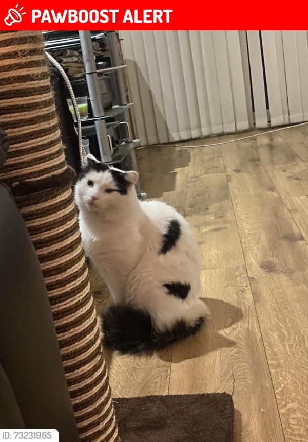 Lost Male Cat last seen Bexleyheath, Greater London, England 
