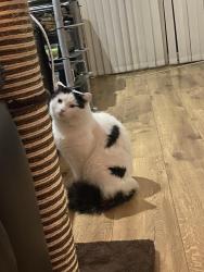 Lost Male Cat last seen Bexleyheath, Greater London, England 