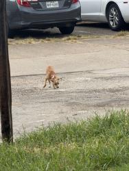 Lost Unknown Dog last seen Near the trash can of apmts, Houston, TX 77099