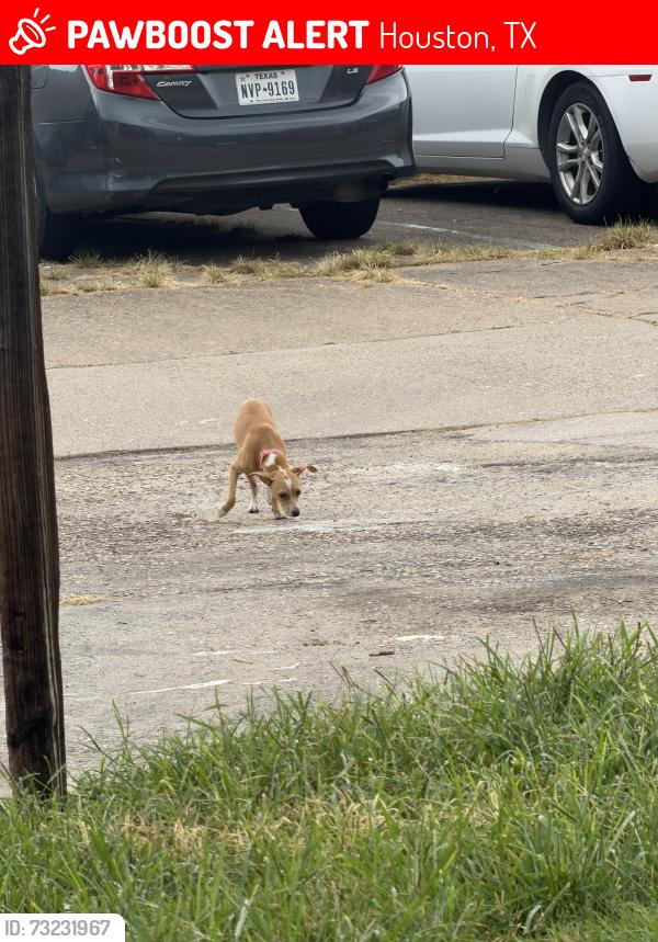 Lost Unknown Dog last seen Near the trash can of apmts, Houston, TX 77099