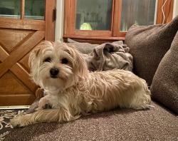 Lost Female Dog last seen Younkin ct, grove city, OH, Grove City, OH 43123