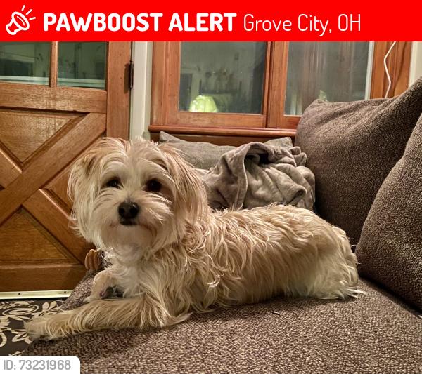 Lost Female Dog last seen Younkin ct, grove city, OH, Grove City, OH 43123