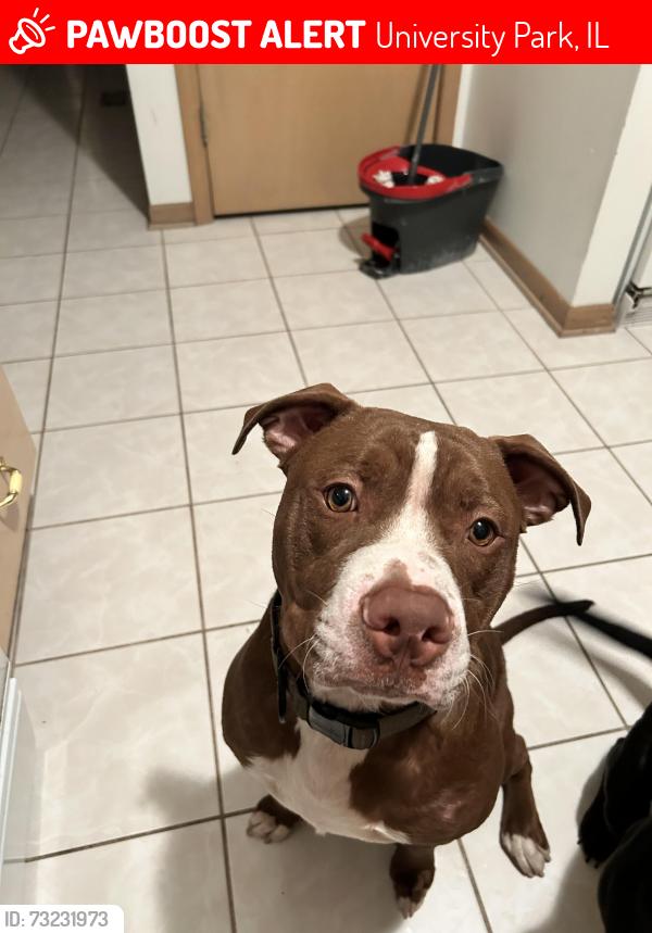 Lost Male Dog last seen South holland Animal hosp, University Park, IL 60484