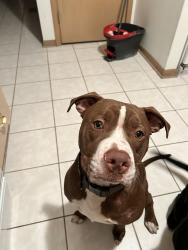 Lost Male Dog last seen South holland Animal hosp, University Park, IL 60484