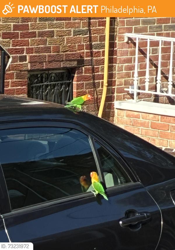 Found/Stray Unknown Bird last seen 12th and passyunk, Philadelphia, PA 19148