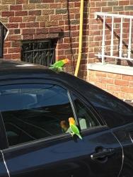 Found/Stray Unknown Bird last seen 12th and passyunk, Philadelphia, PA 19148