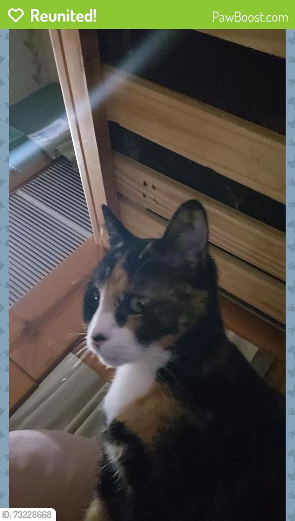 Reunited Female Cat last seen Kohl’s, Missoula, MT 59803