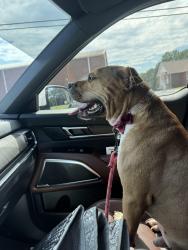 Reunited Male Dog last seen Dry Pond/Stockton Farm Rd, Pendergrass, GA 30567