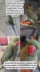 Lost Female Bird last seen huffmeister and cypress rosehill, Sydney Harbour, TX 77429