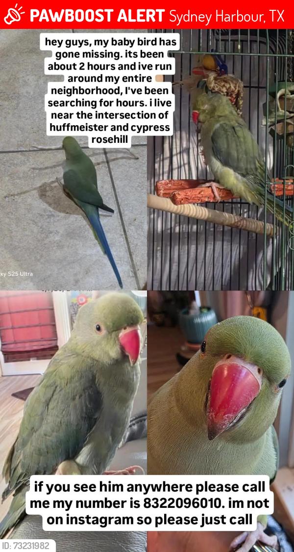 Lost Female Bird last seen huffmeister and cypress rosehill, Sydney Harbour, TX 77429