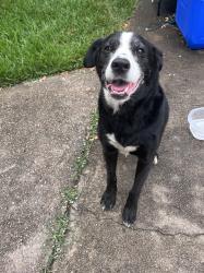 Found/Stray Male Dog last seen Hamerly y Harland, Houston, TX 77055