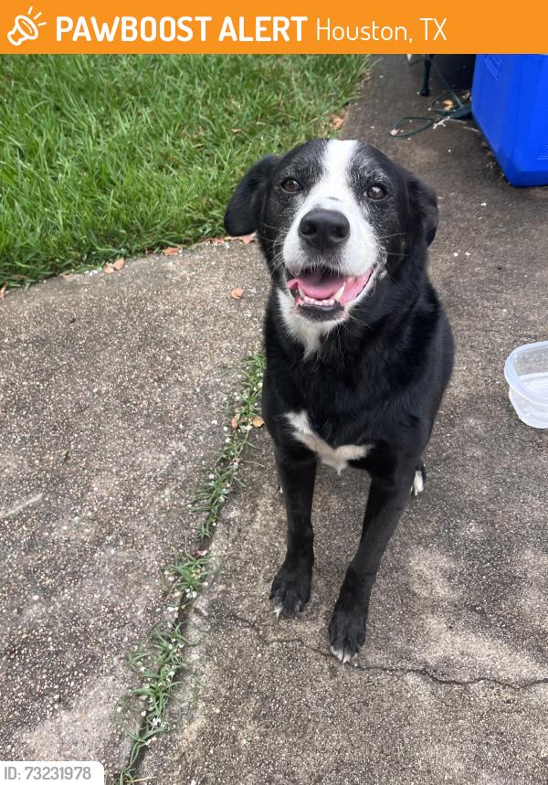 Found/Stray Male Dog last seen Hamerly y Harland, Houston, TX 77055