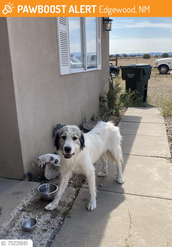 Found/Stray Female Dog last seen Near, Edgewood, NM 87015