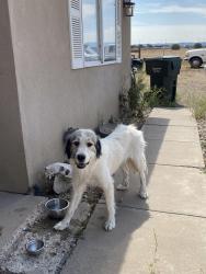 Found/Stray Female Dog last seen Near, Edgewood, NM 87015