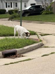 Found/Stray Unknown Dog last seen 15th Ave 78th street, Kenosha, WI 53143