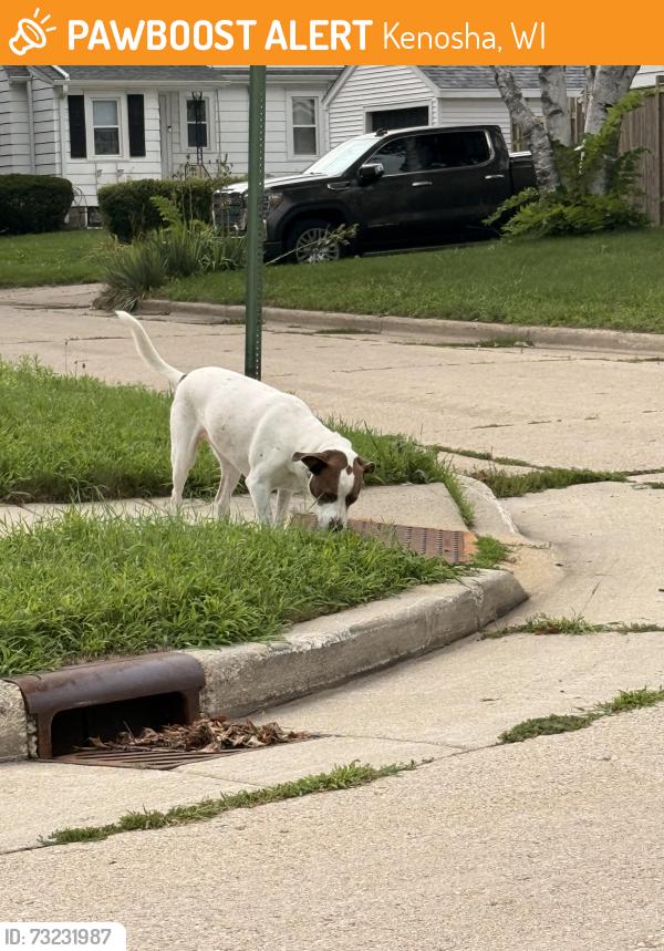Found/Stray Unknown Dog last seen 15th Ave 78th street, Kenosha, WI 53143