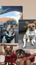 Lost Male Dog last seen Watkins and Spruce st, Riverside, CA 92507