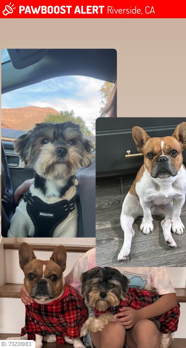 Lost Male Dog last seen Watkins and Spruce st, Riverside, CA 92507