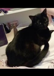 Reunited Female Cat last seen Cleveley Close/ Langley Close marion park, Greater London, England 