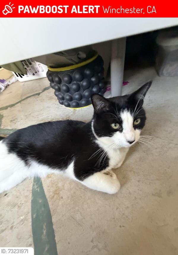 Lost Male Cat last seen Scrub Jay Rd and Memory Ln, Winchester, CA 92596
