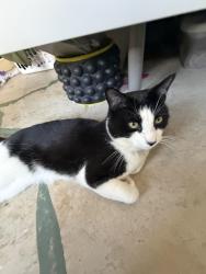 Lost Male Cat last seen Scrub Jay Rd and Memory Ln, Winchester, CA 92596