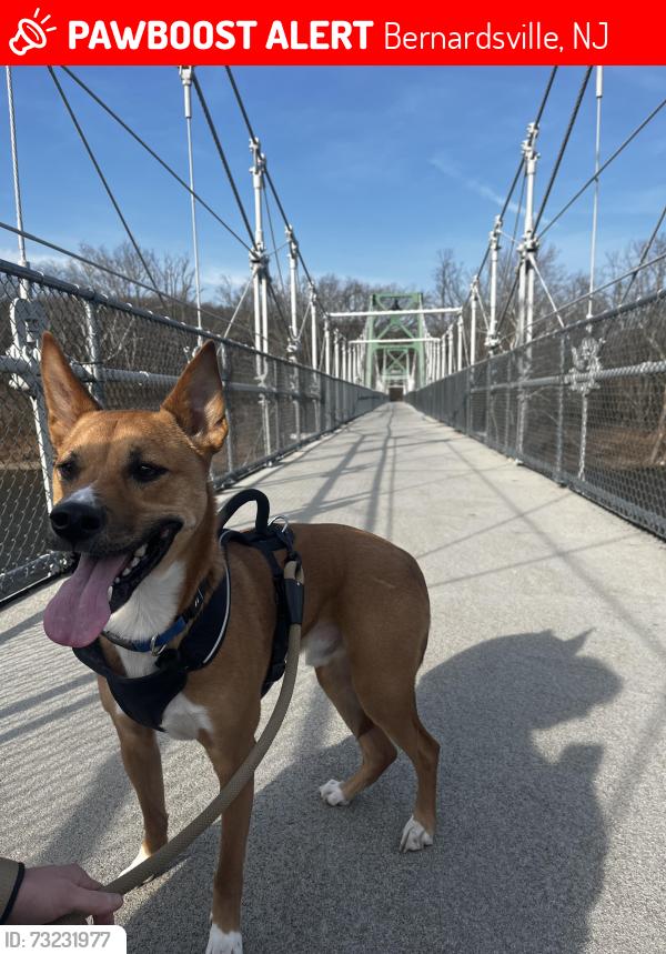 Lost Male Dog last seen Whitenack Rd and Baltusrol Way, Bernardsville, NJ 07924