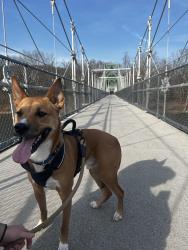 Lost Male Dog last seen Whitenack Rd and Baltusrol Way, Bernardsville, NJ 07924