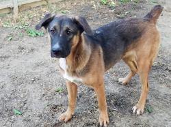 Shelter Stray Male Dog last seen , West Valley Animal Shelter, 20655 Plummer St, Chatsworth, CA 91311, USA