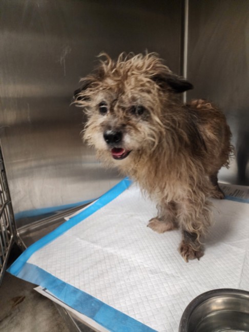 Shelter Stray Male Dog last seen , West Valley Animal Shelter, 20655 Plummer St, Chatsworth, CA 91311, USA