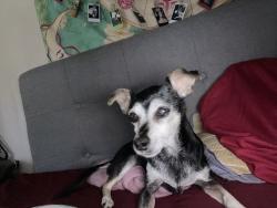 Lost Female Dog last seen California st and turner rd, Lodi, CA 95240