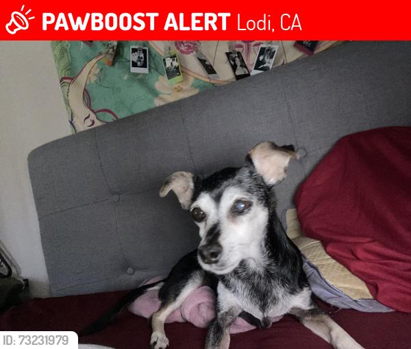 Lost Female Dog last seen California st and turner rd, Lodi, CA 95240