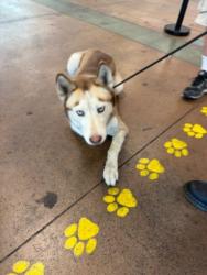 Shelter Stray Female Dog last seen , 14409 Vanowen St, Van Nuys, CA 91405, USA