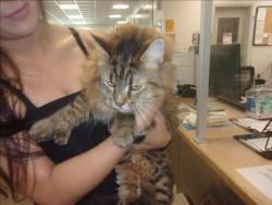 Shelter Stray Female Cat last seen , 14409 Vanowen St, Van Nuys, CA 91405, USA